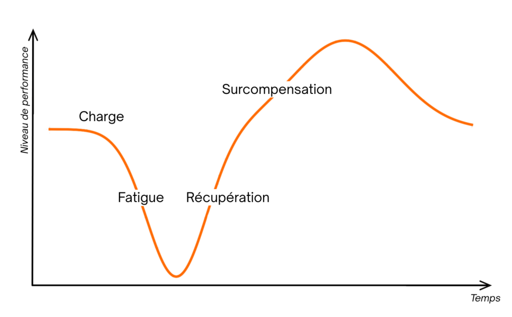 Courbe de surcompensation : cycle "charge / fatigue / récupération / surcompensation